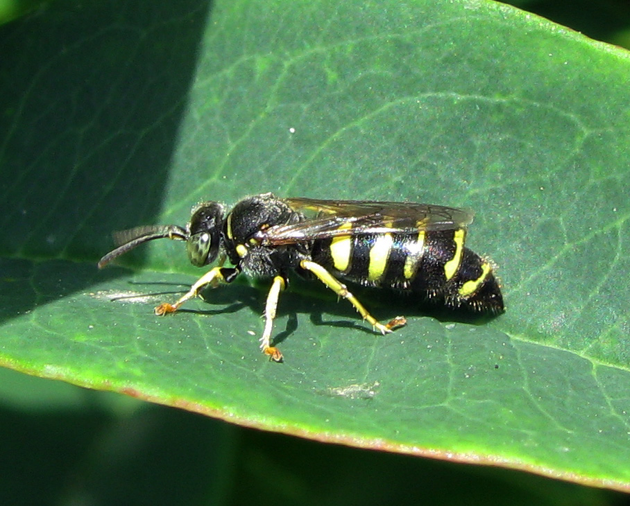 Bembecinus cfr. tridens (Crabronidae)